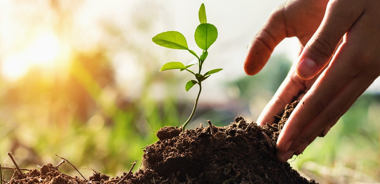 Small set of hands planting small tree in garden with sunset